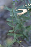 New England aster